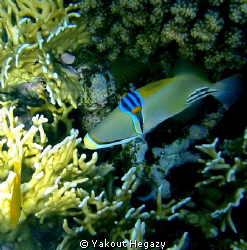 Arabian Picassofish-Sharm El-sheikh by Yakout Hegazy 